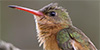 Cinamon Hummingbird