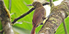 Spotted Woodcreeper