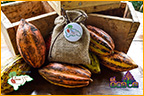 Cacao Honduras