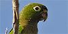 Olive-thoated Parakeet
