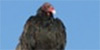 Turket Vulture