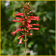 ocote flower