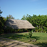 Ocote Champa