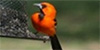 Altamira Oriole