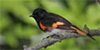 American Redstart