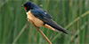 Barn Swallow