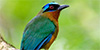Blue-crowned Motmot