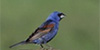 Blue Grossbeak