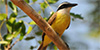 Boat-billed Flycatcher