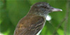 Bright-rumped Attila