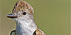 Brown-crested Flycatcher