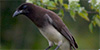 Brown Jay