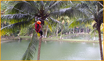 Canopy Niños
