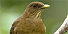 Clay-colored Thrush