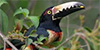 Collared Aracari