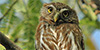 Ferruginous Pygmy-Owl