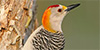 Golden-fronted Woodpecker