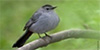 Gray Catbird