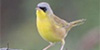 Gray-crowned Yellowthroat