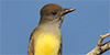 Great Crested Flycatcher