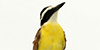 Great Kiskadee
