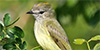 Greenish Elaenia