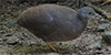 Little Tinamou