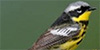 Magnolia Warbler