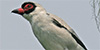 Masked Tityra