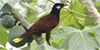 Montezuma Oropendola