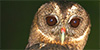 Mottled Owl