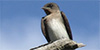 Northern Rough-winged Swallow