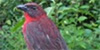 Red-throated Ant-Tanager