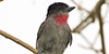 Rose-throated Becard