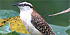 Rufous-naped Wren