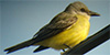 Social Flycatcher