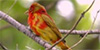 Summer Tanager
