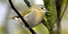 Tennessee Warbler