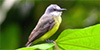 Tropical Kingbird
