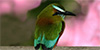 Turquioise-browed Motmot