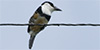 White-necked Puffbird
