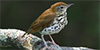 Wood Thrush