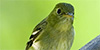 Yellow-bellied Flycatcher