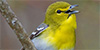 Yellow-throated Vireo