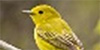 Yellow Warbler