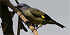 Yellow-winged Tanager