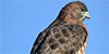 Broad-winged Hawk