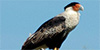Crested Caracara