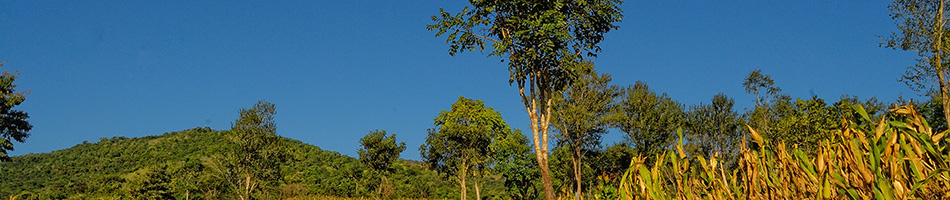 El Ocote Montañas