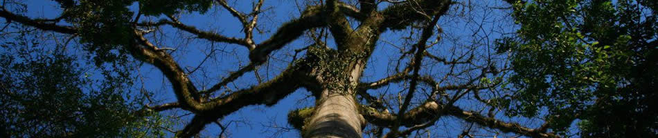 El Ocote Arbol